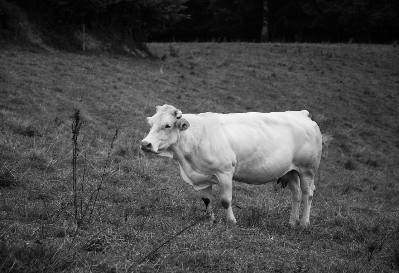 Izal Landetxea Pension Bergara Buitenkant foto